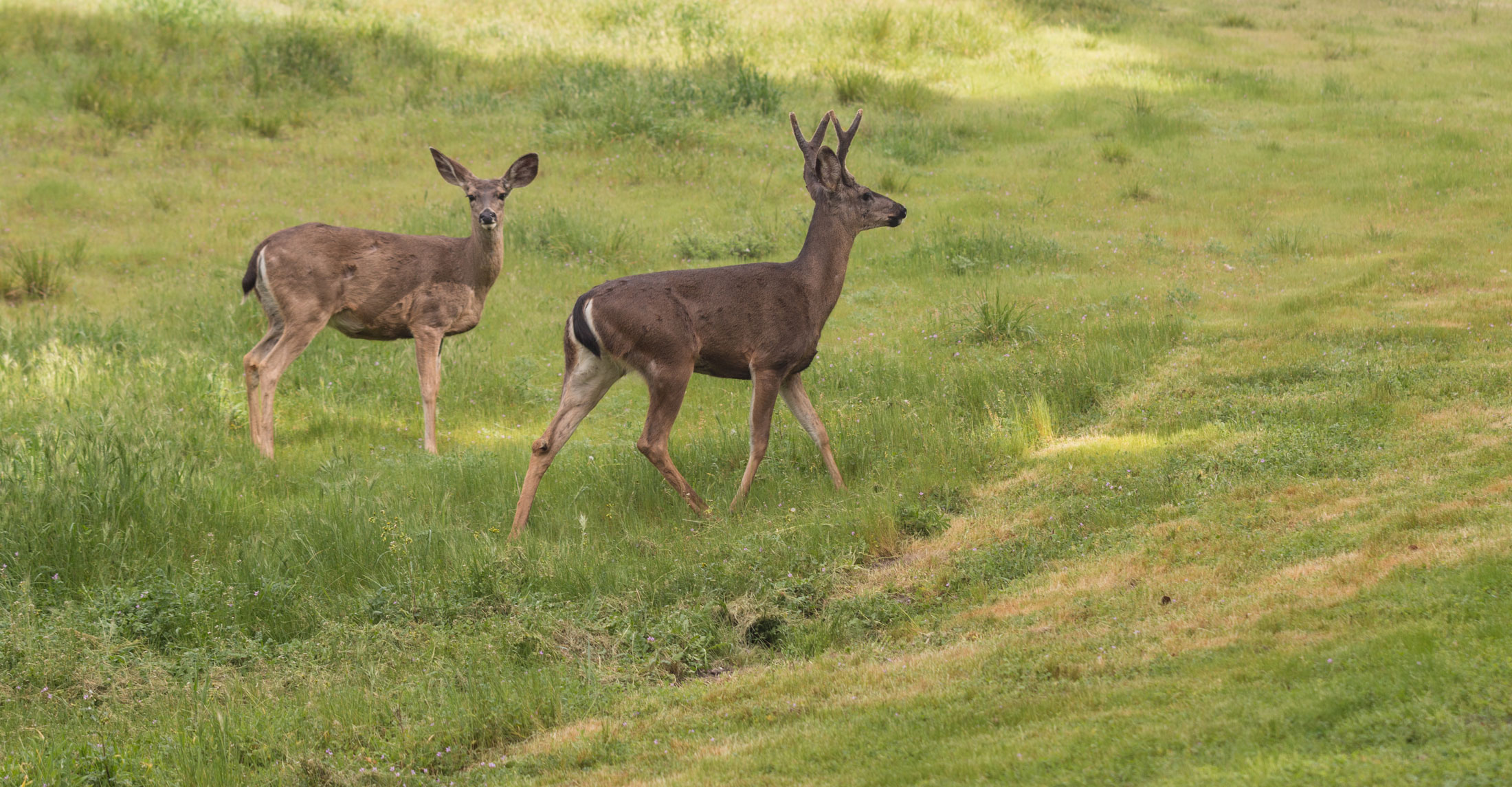Columbia Blacktail Dee-header-img