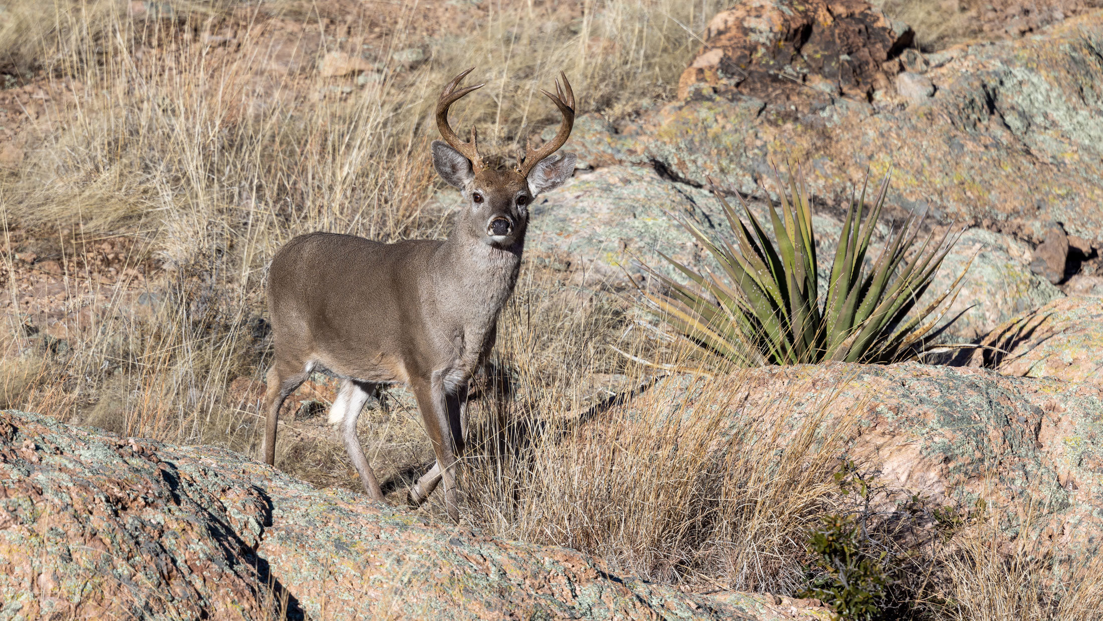 Coues Deer-header-img