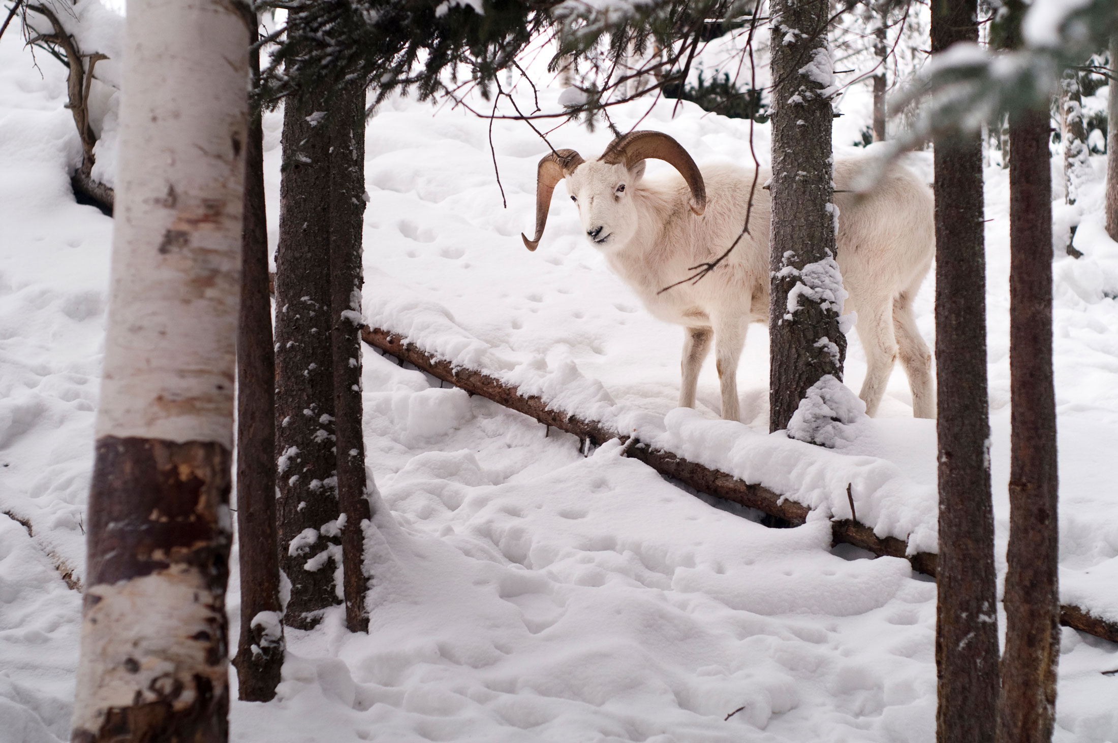 Dall’s-Sheep-header-img