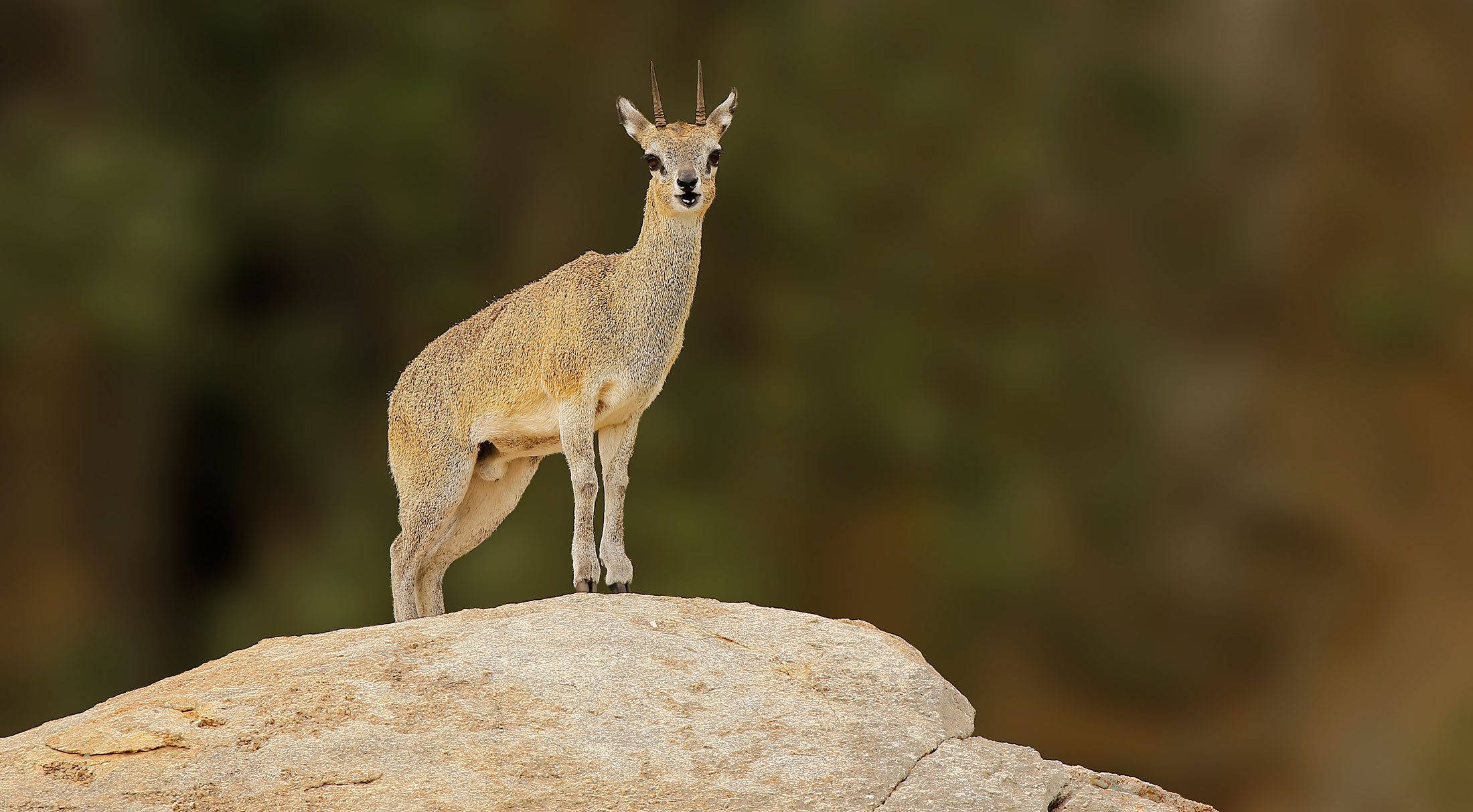 Duiker-header-img