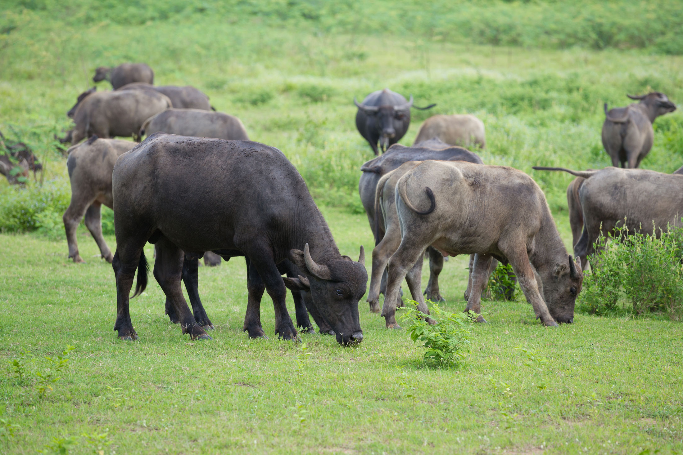 Dwarf-Forest-Buffalo-header-img