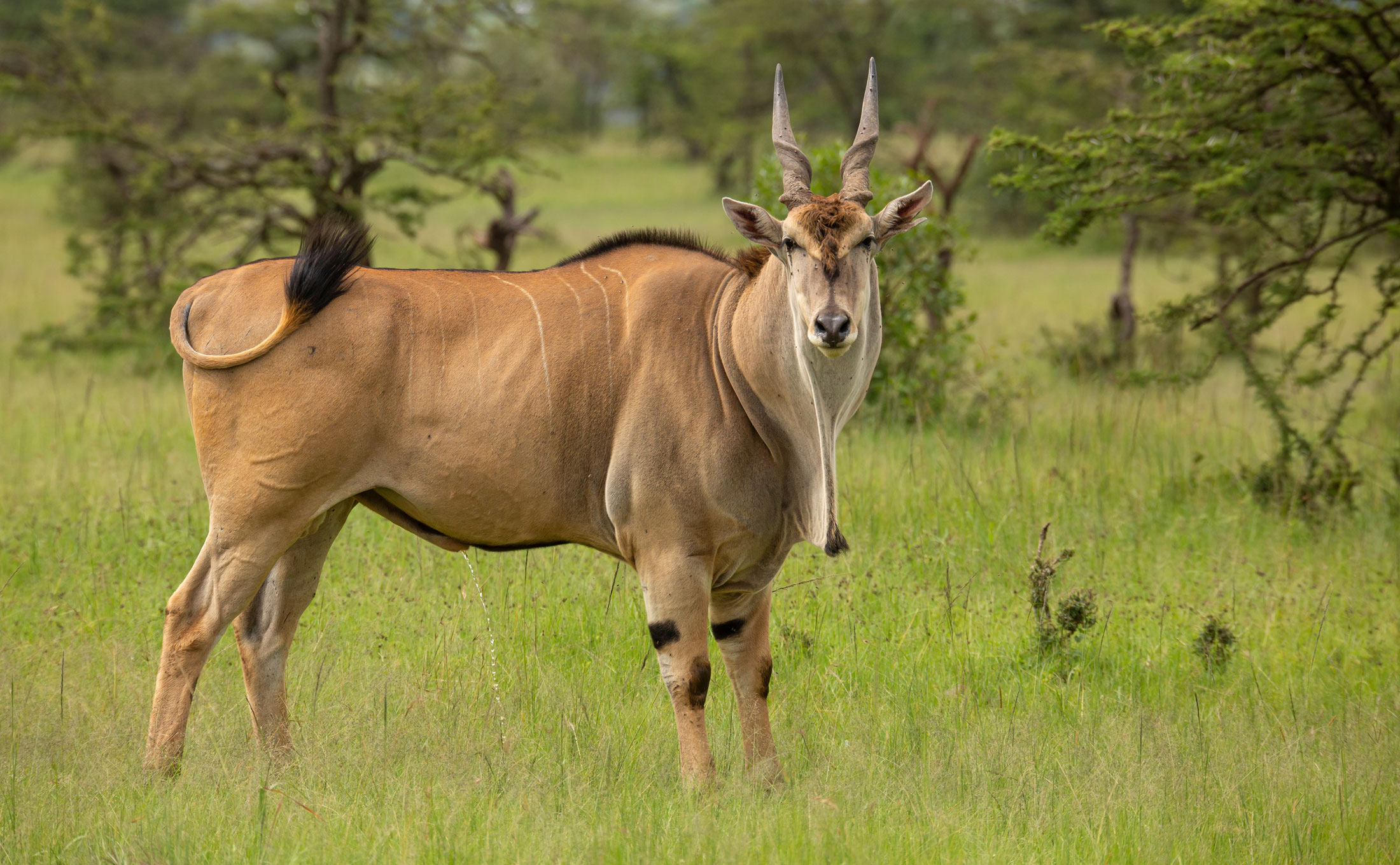 Eland Common-header-img
