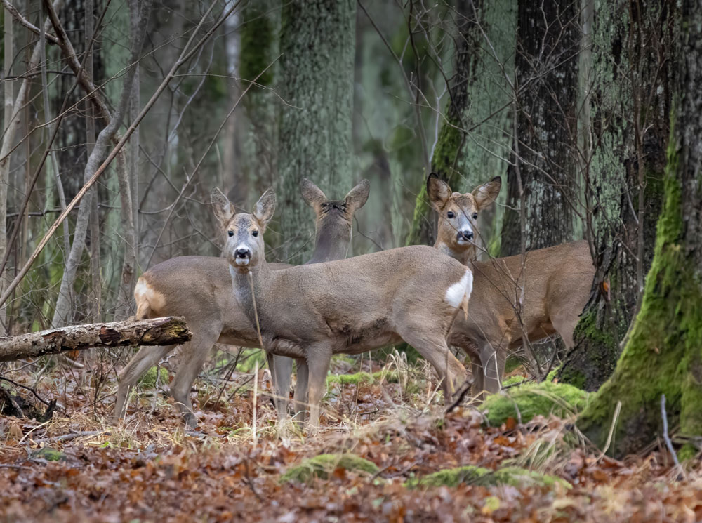 Eurasian Roe Deer-img-2