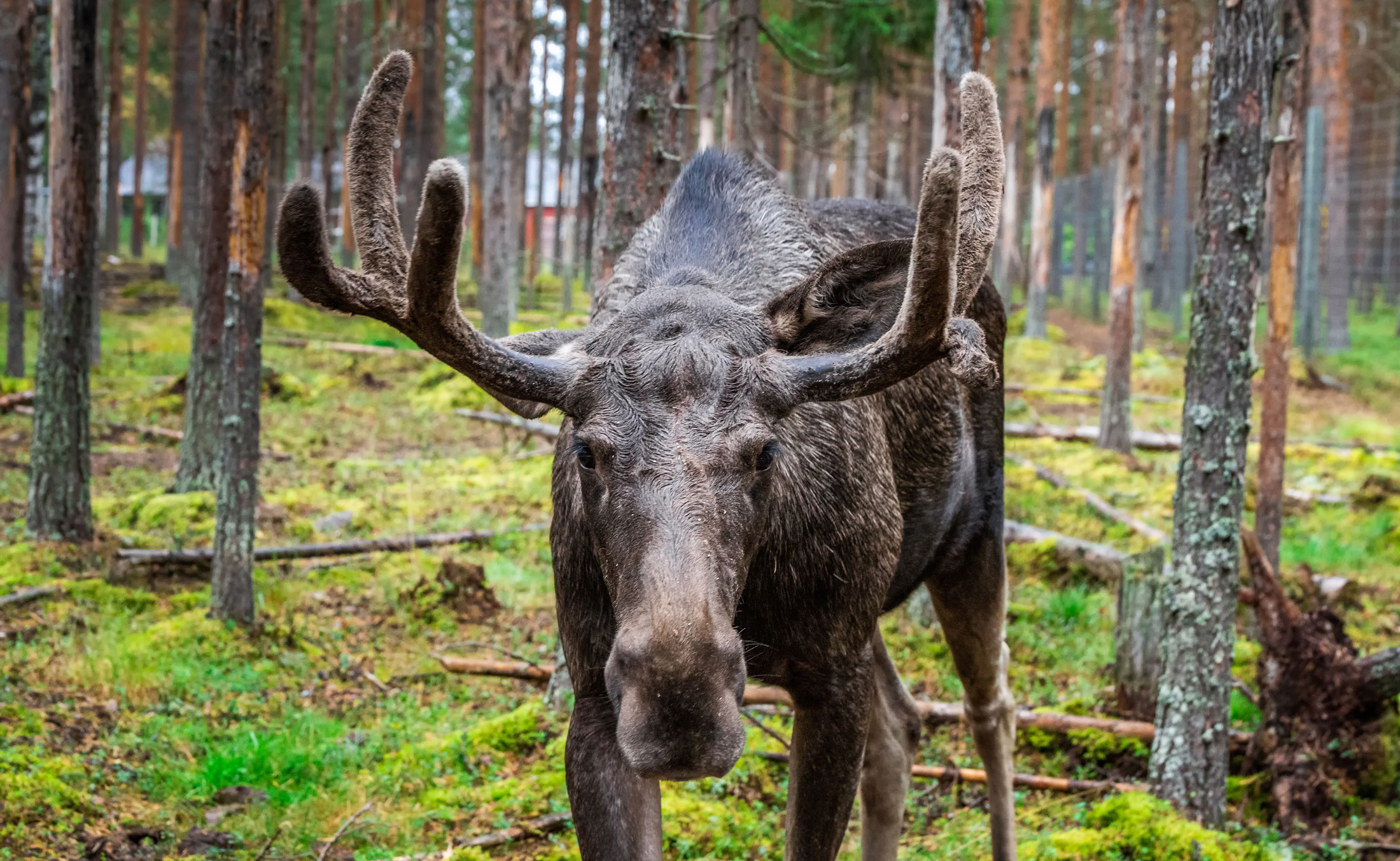 European Moose-header-img