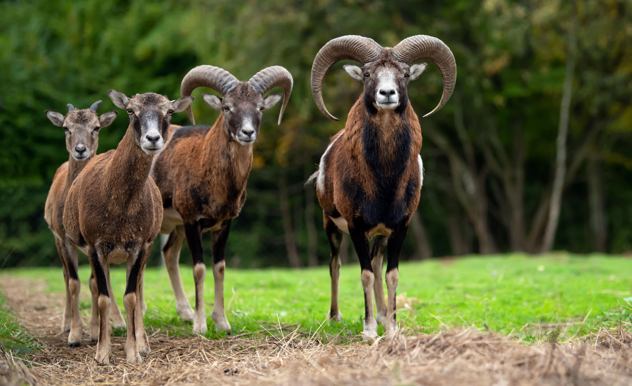 European Mouflon-header-img