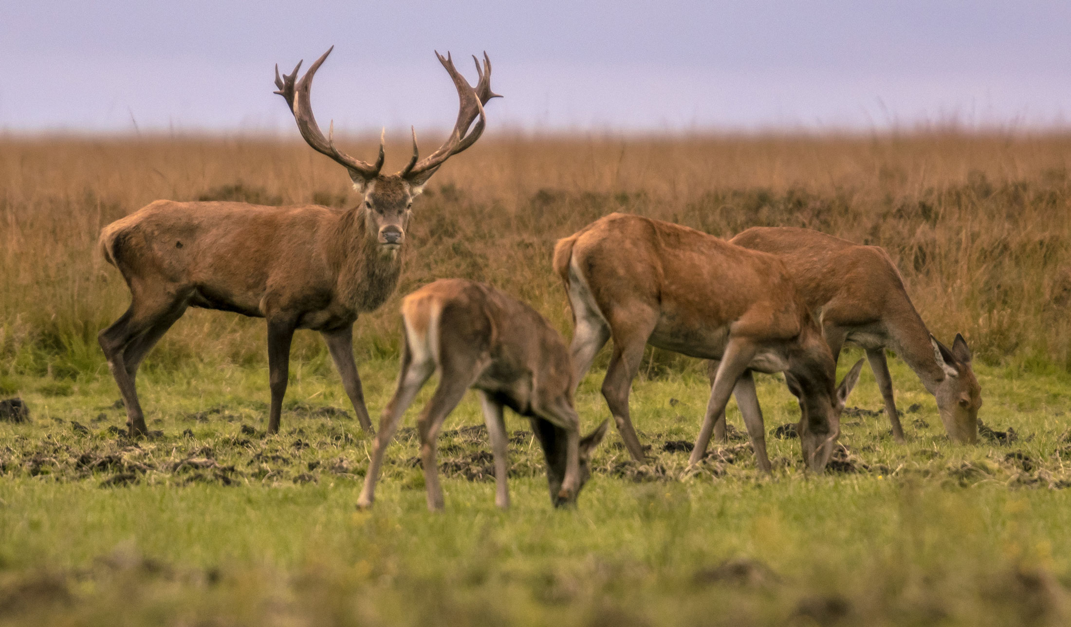 European Red Stag-header-img