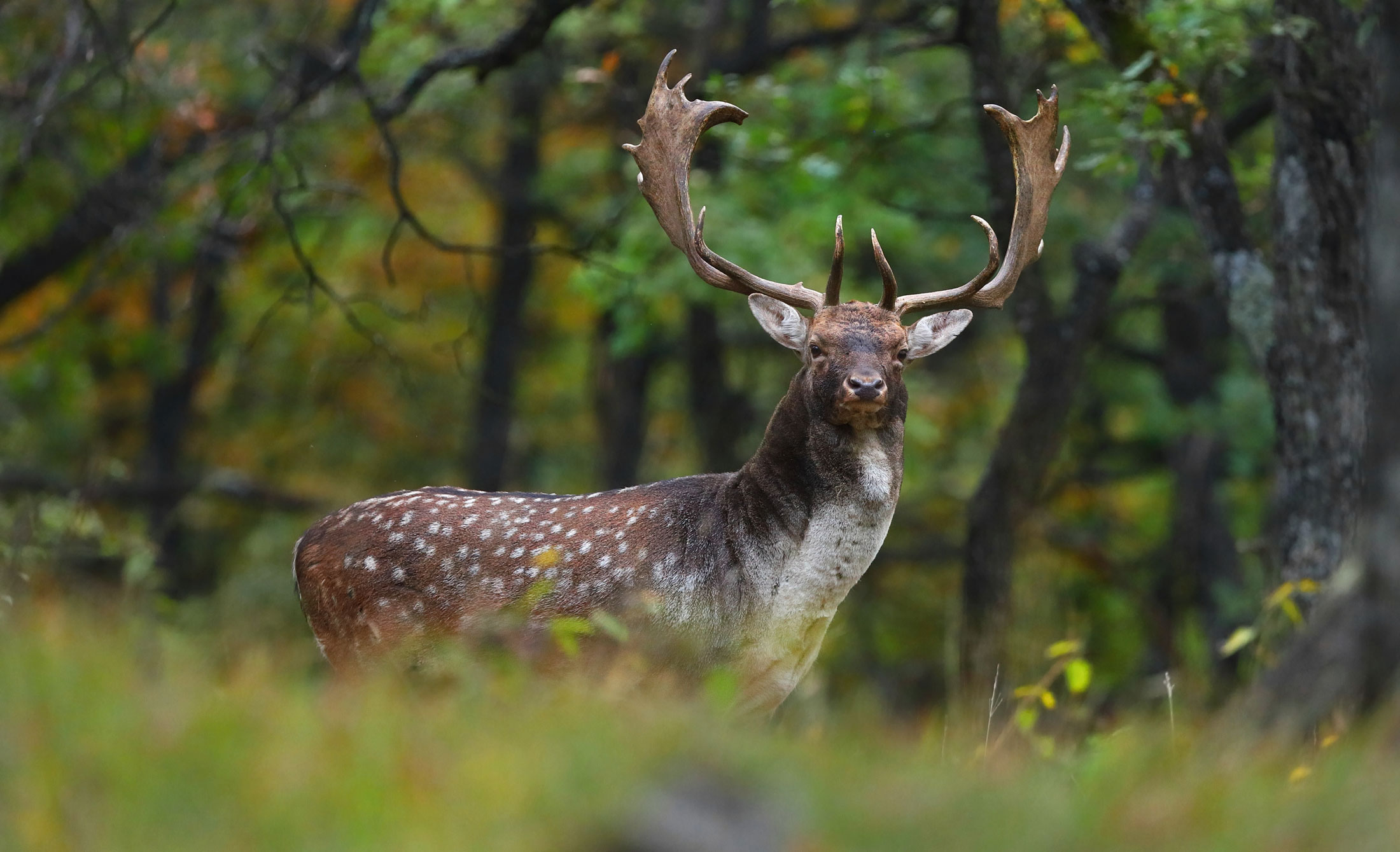 Fallow Deer-header-img