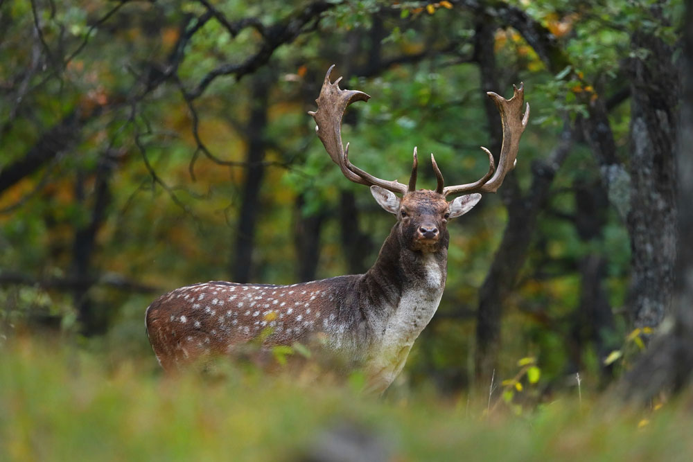 Fallow-Deer-img-2