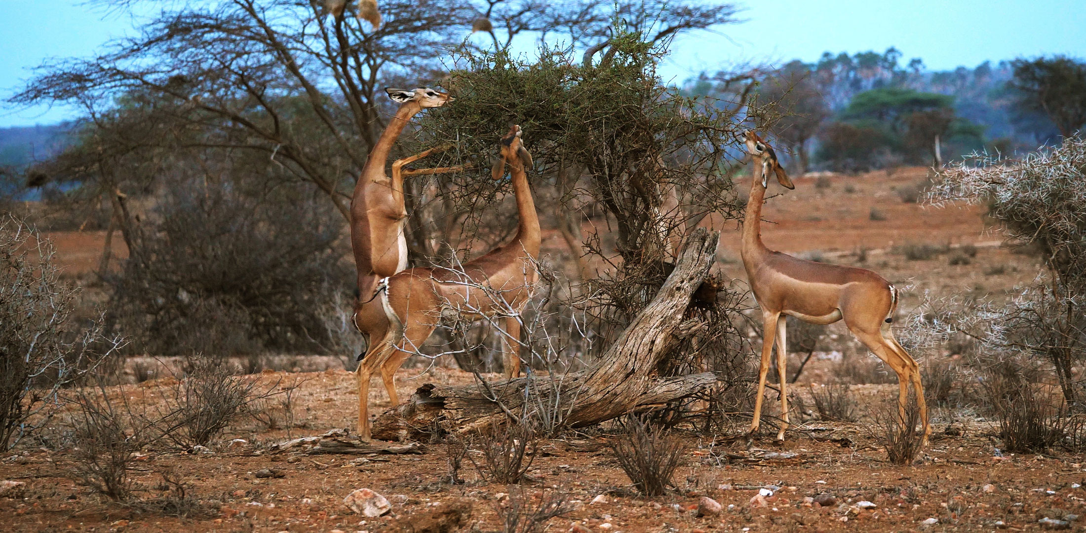 Gerenuk-header-img