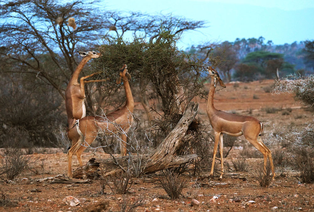 Gerenuk-img-2