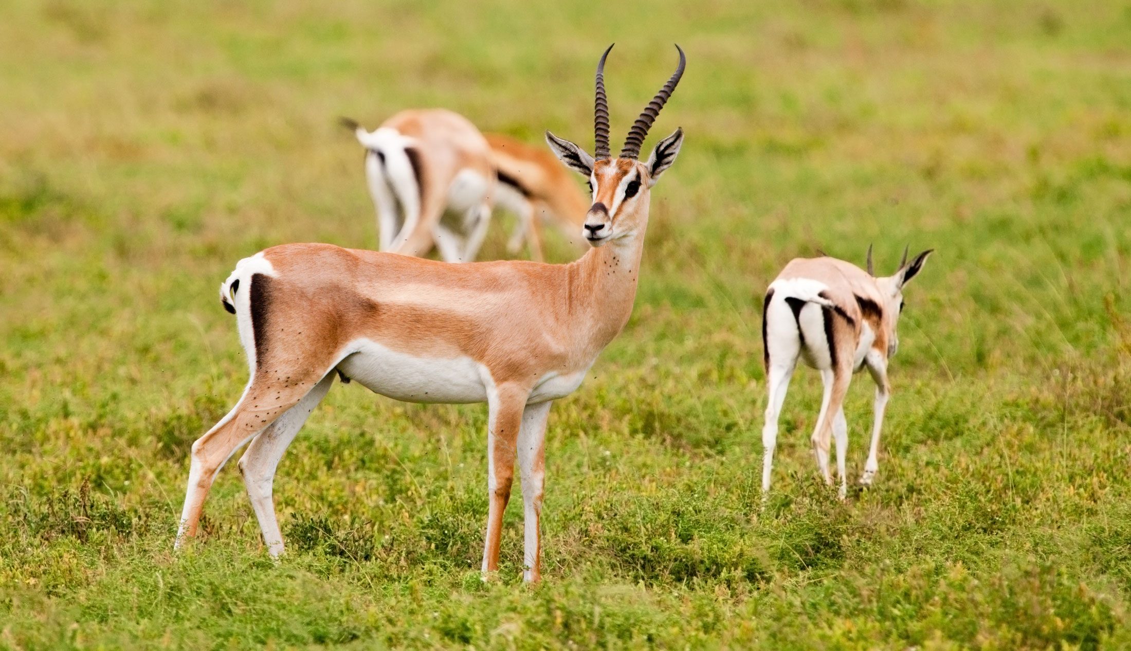 Grant’s Gazelle-header-img