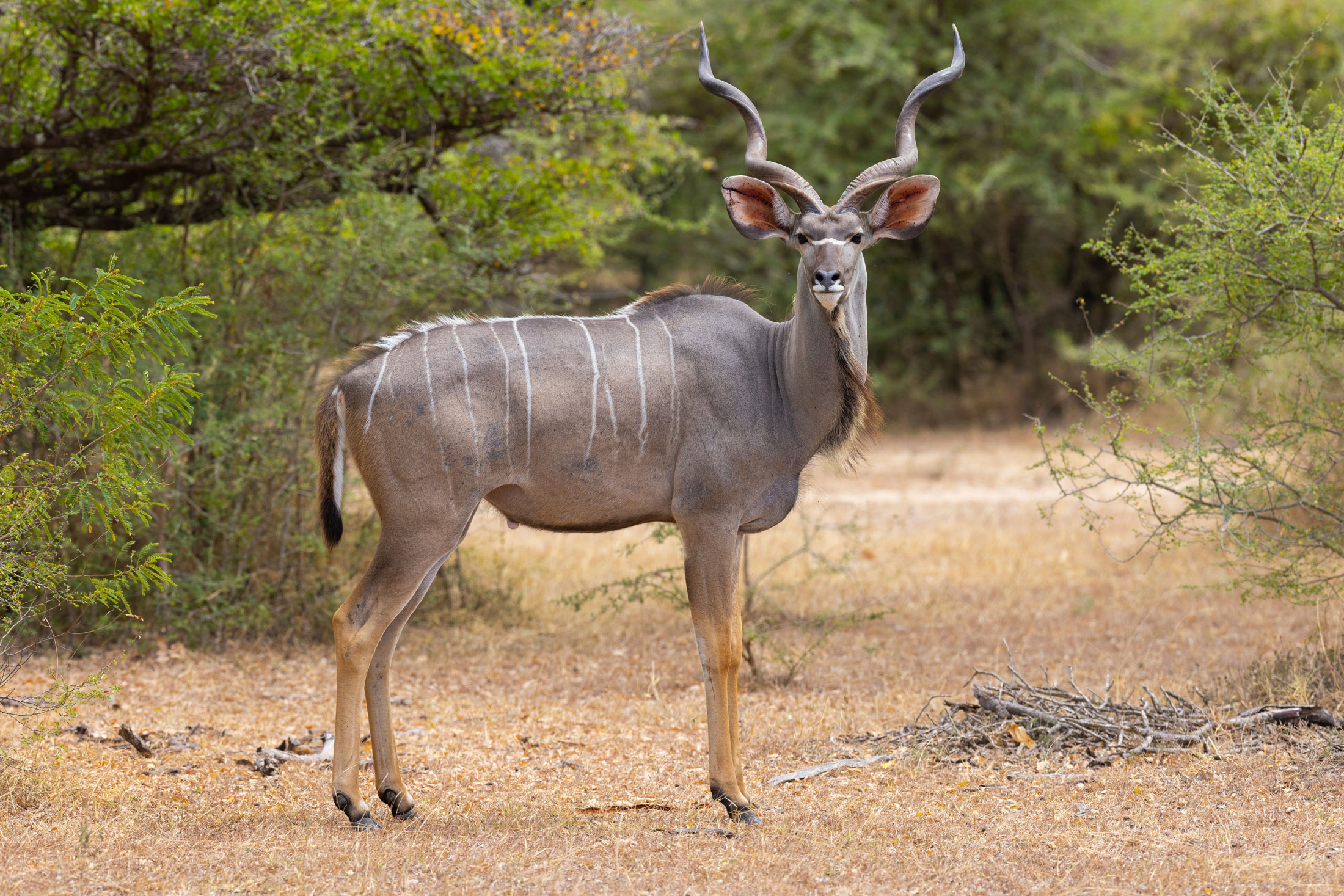 Greater-Kudu-header-img
