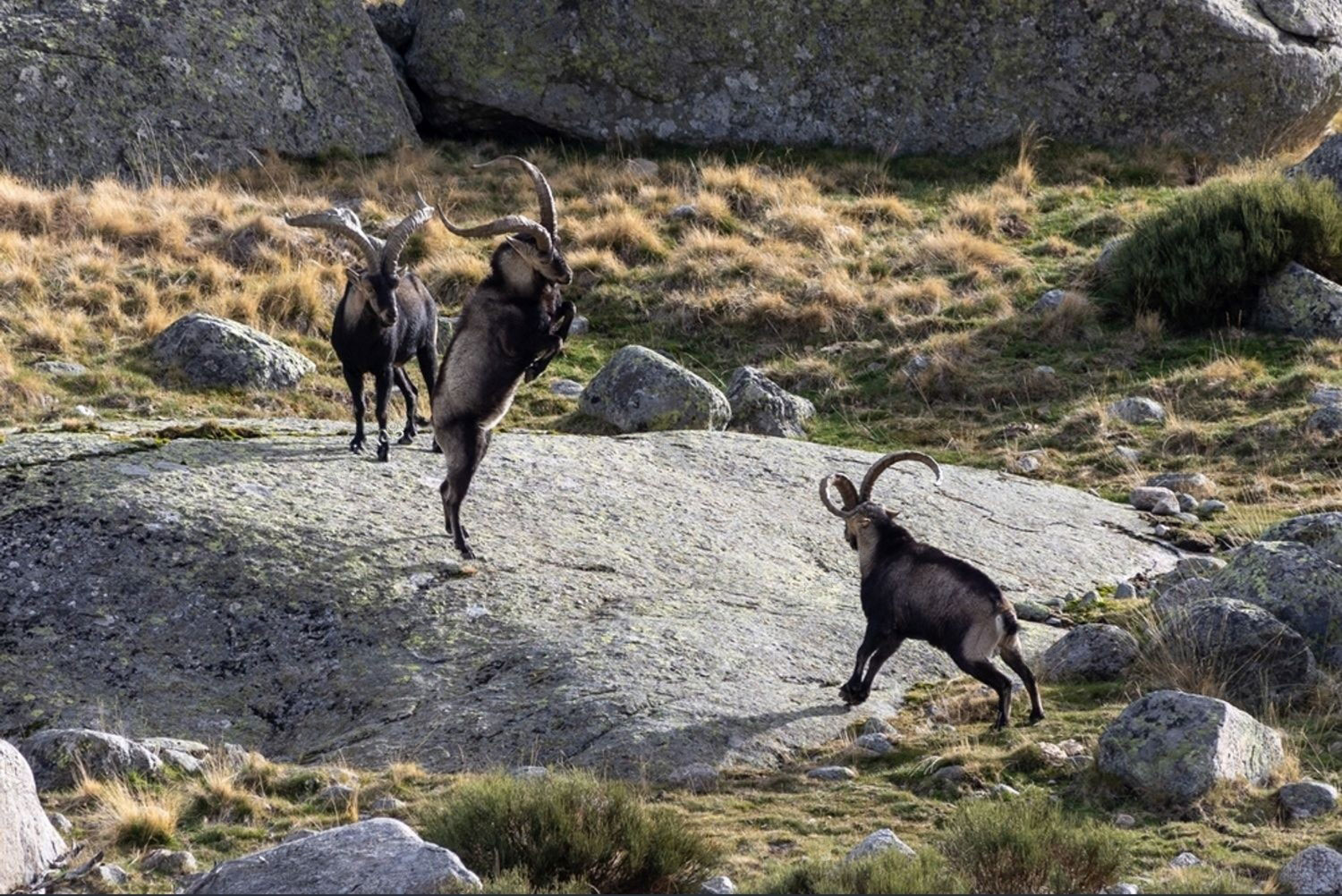 Gredos-Ibex-header-img