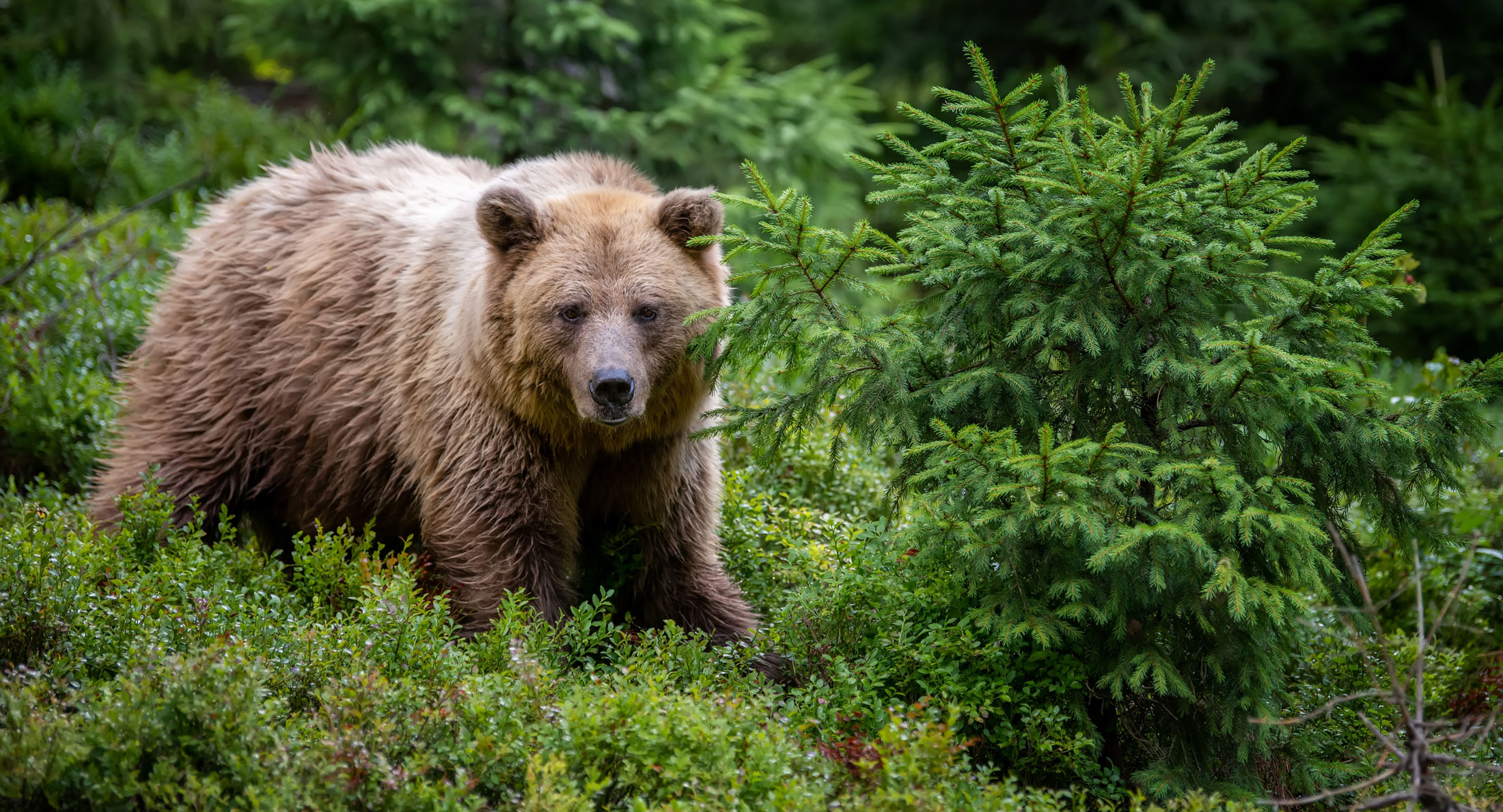 Grizzly Bear-header-img