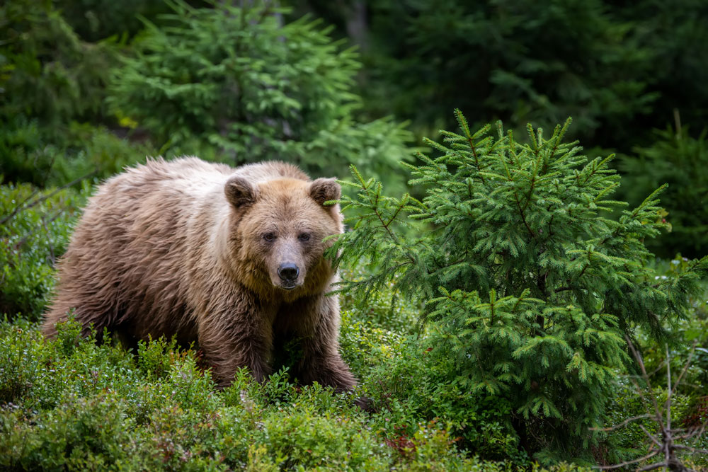 Grizzly-Bear-img-2
