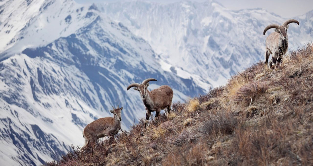 Himalayan Blue Sheep-header-img