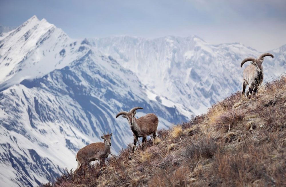 Himalayan-Blue-Sheep-img-2