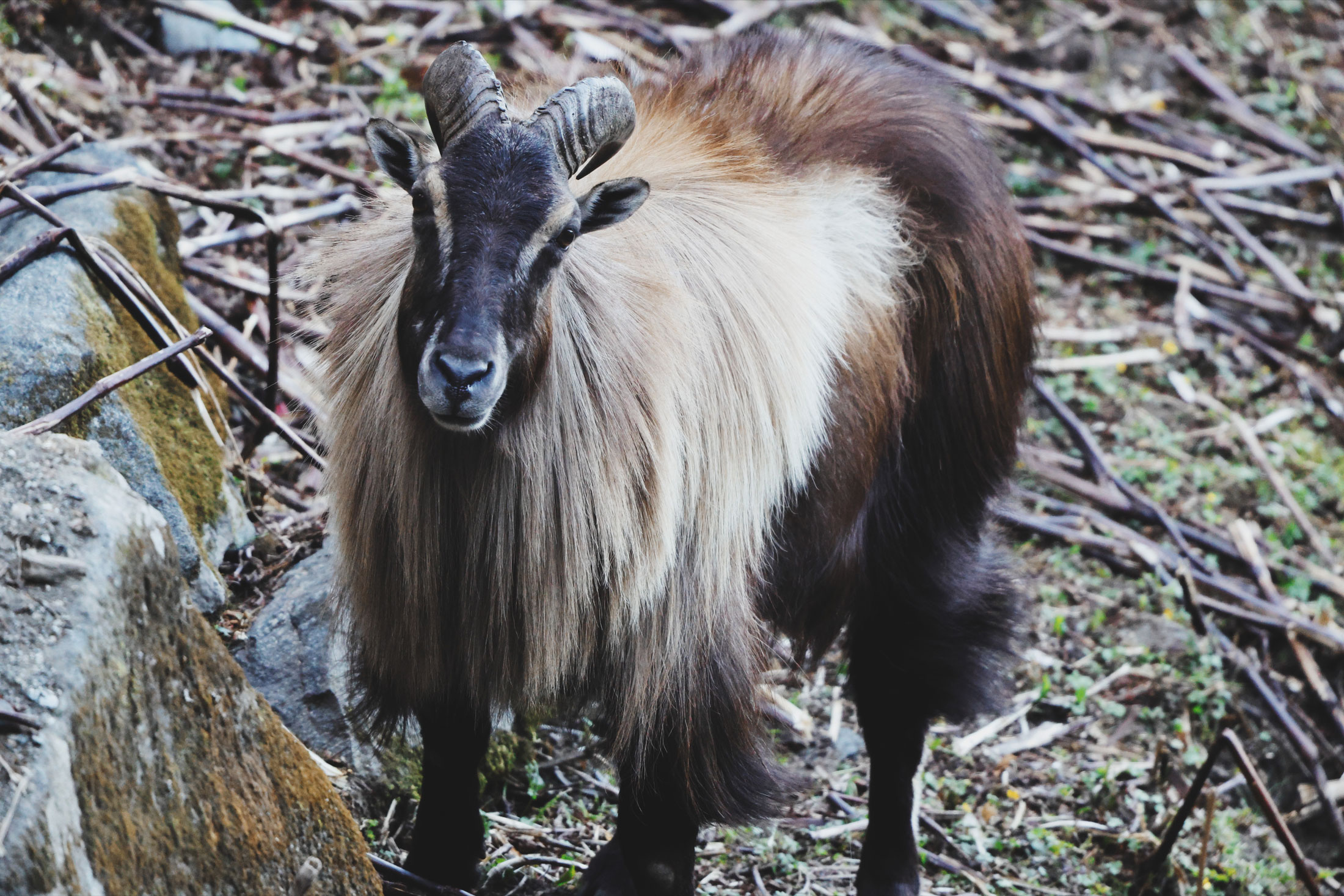 Himalayan-Tahr-header-img