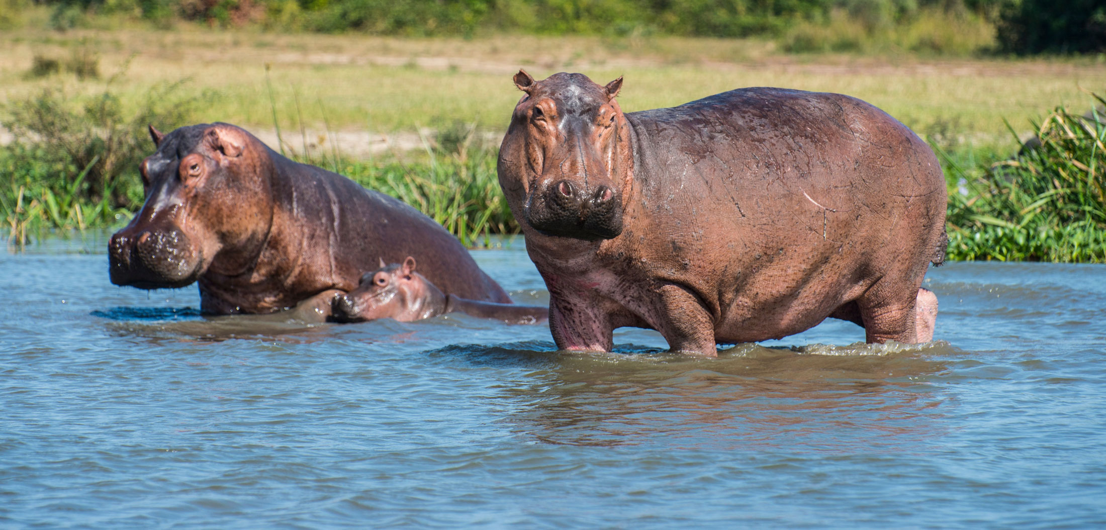 Hippopotamus-header-img