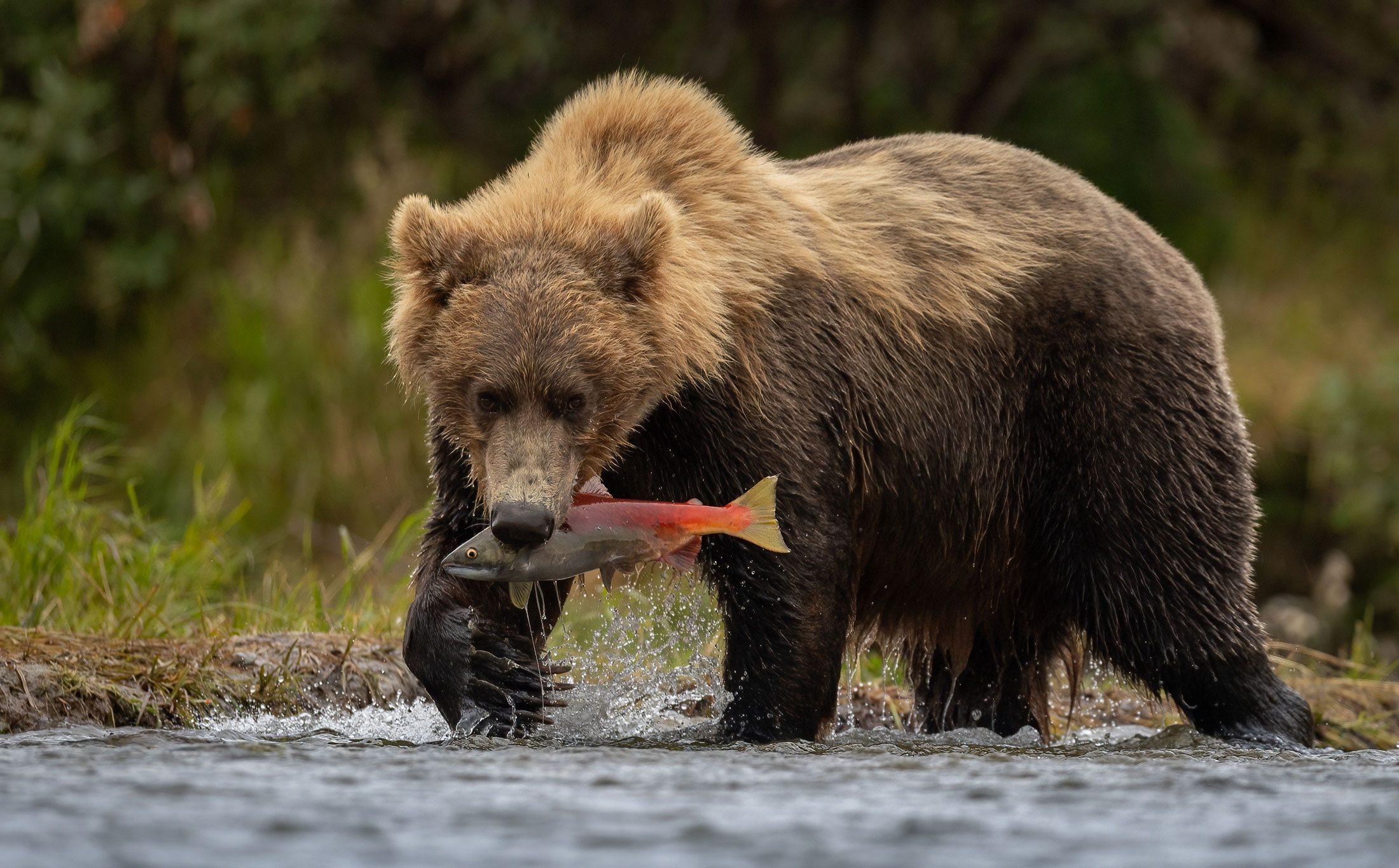 Kamchatka-Brown-Bear-header-img