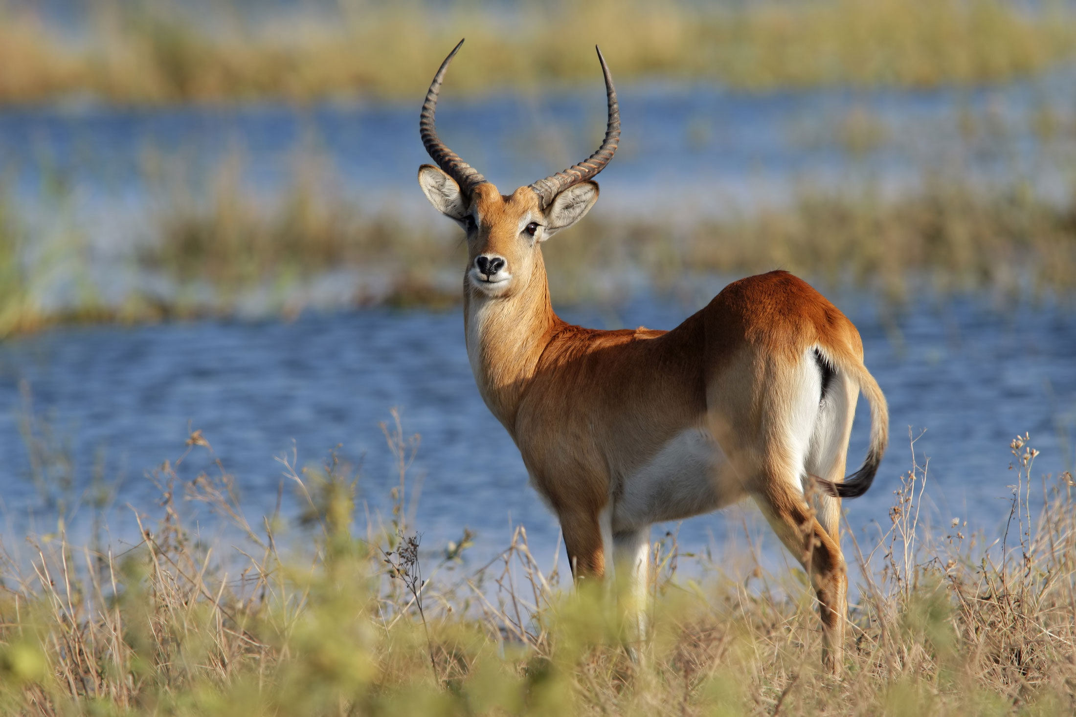 Lechwe-or-Kob-header-img