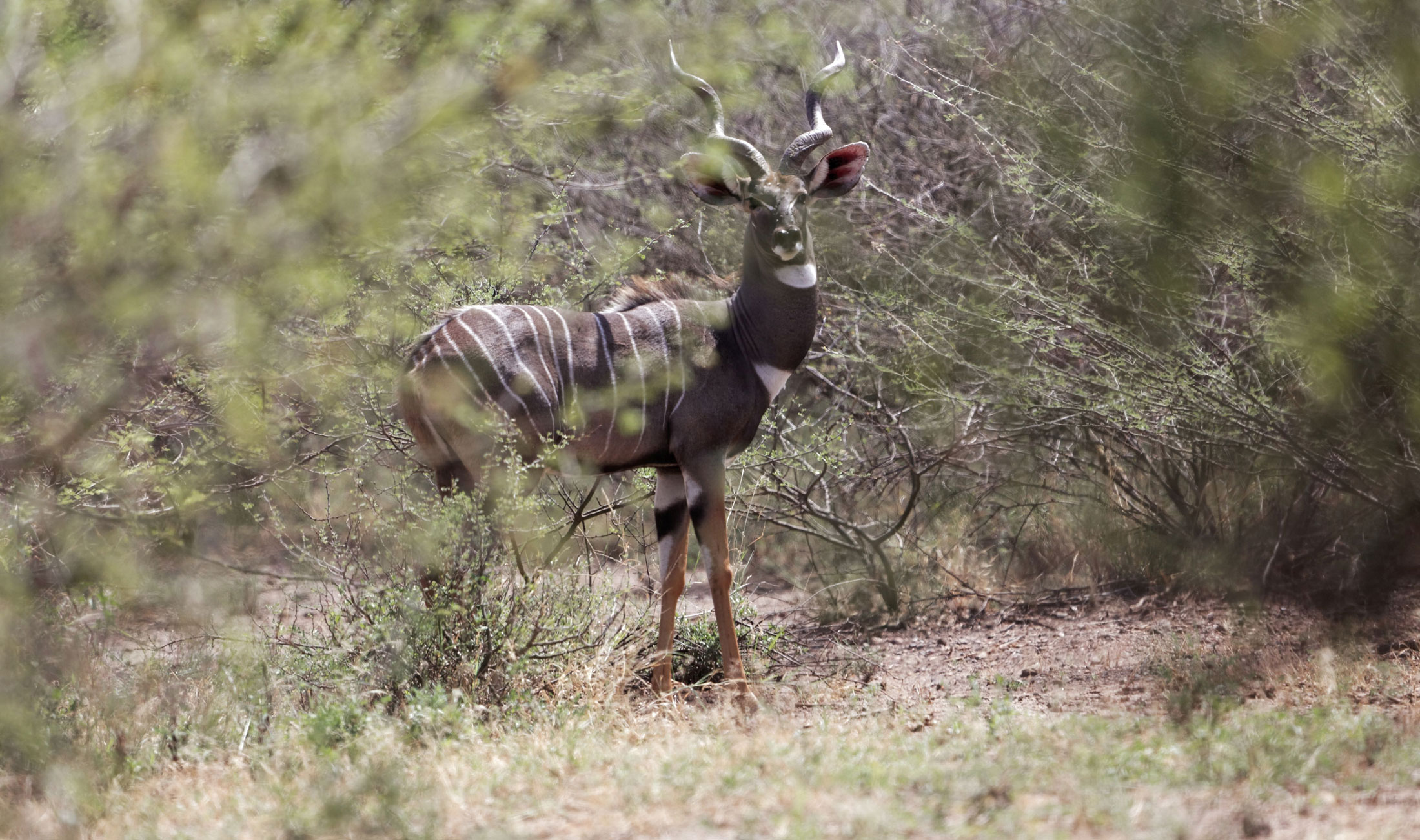 Lesser Kudu-header-img