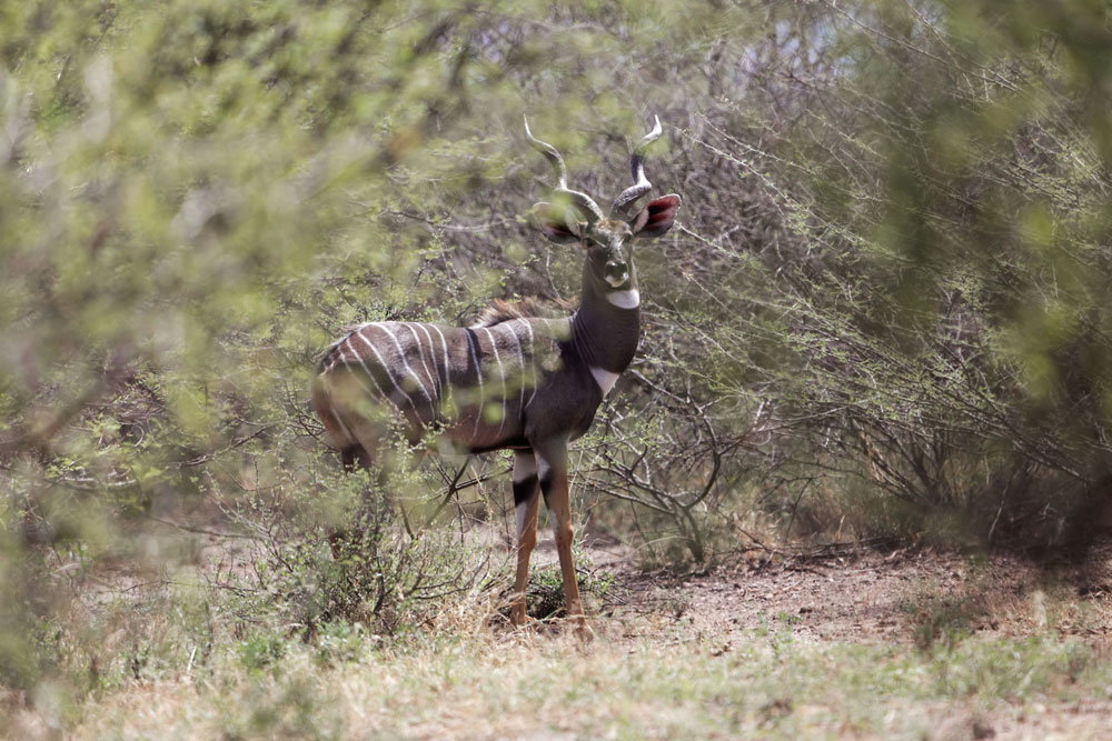Lesser-Kudu-img-2