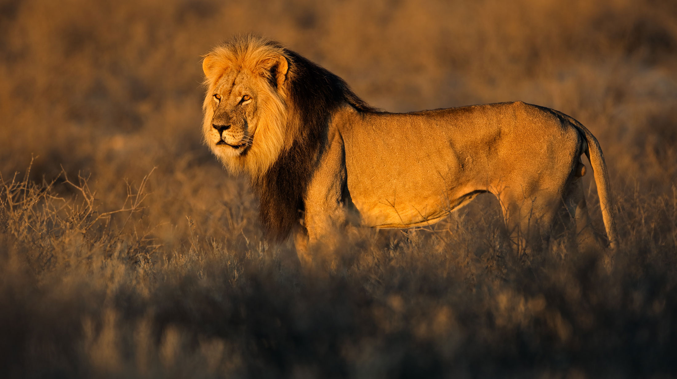 Lion-header-img