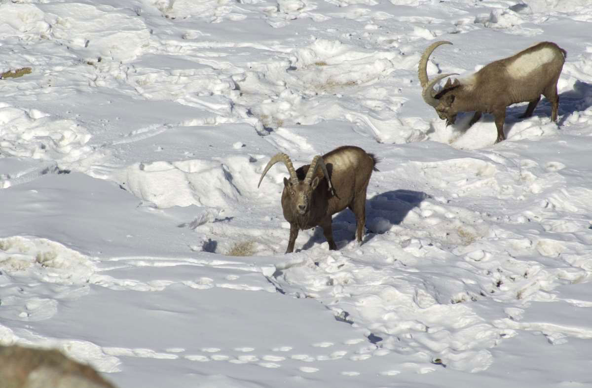 Mid-Asian-Ibex-header-img