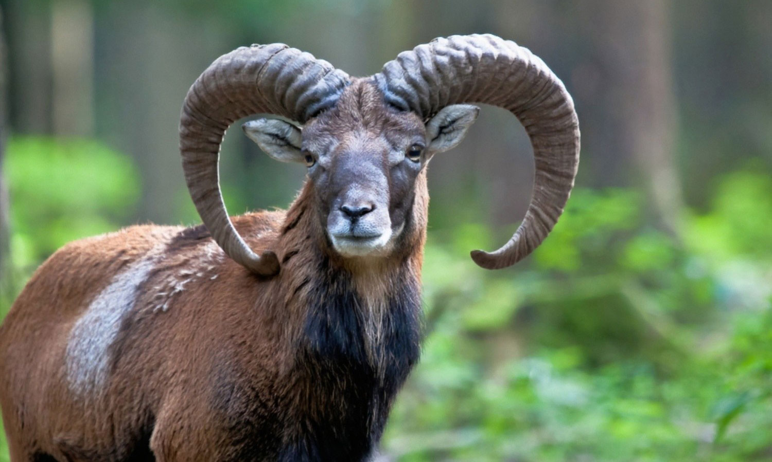 Mouflon Sheep-header-img