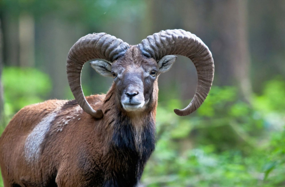 Mouflon-Sheep-img-2