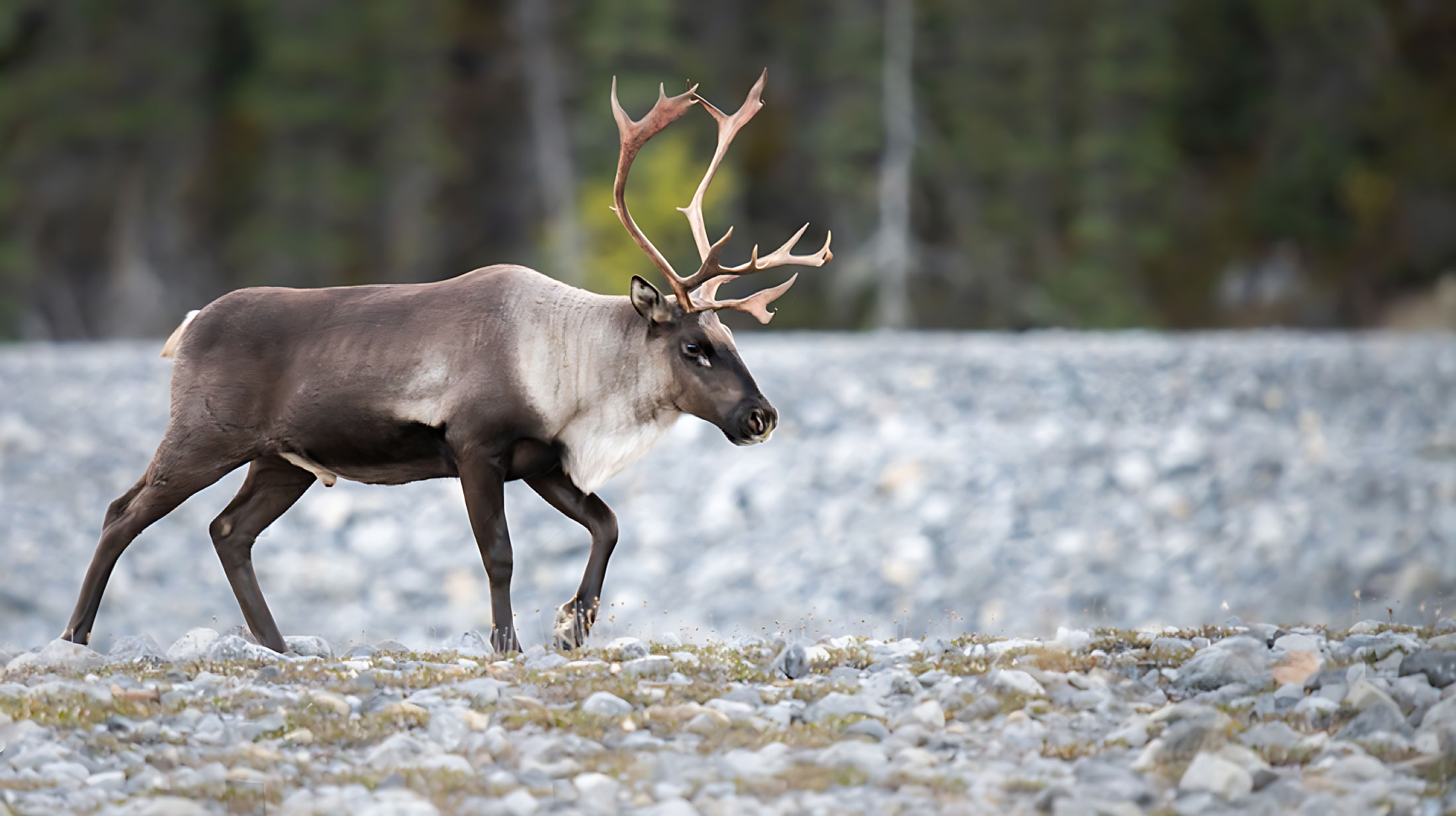 Mountain Caribou-header-img