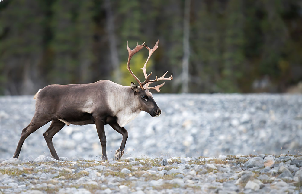 Mountain-Caribou-img-2