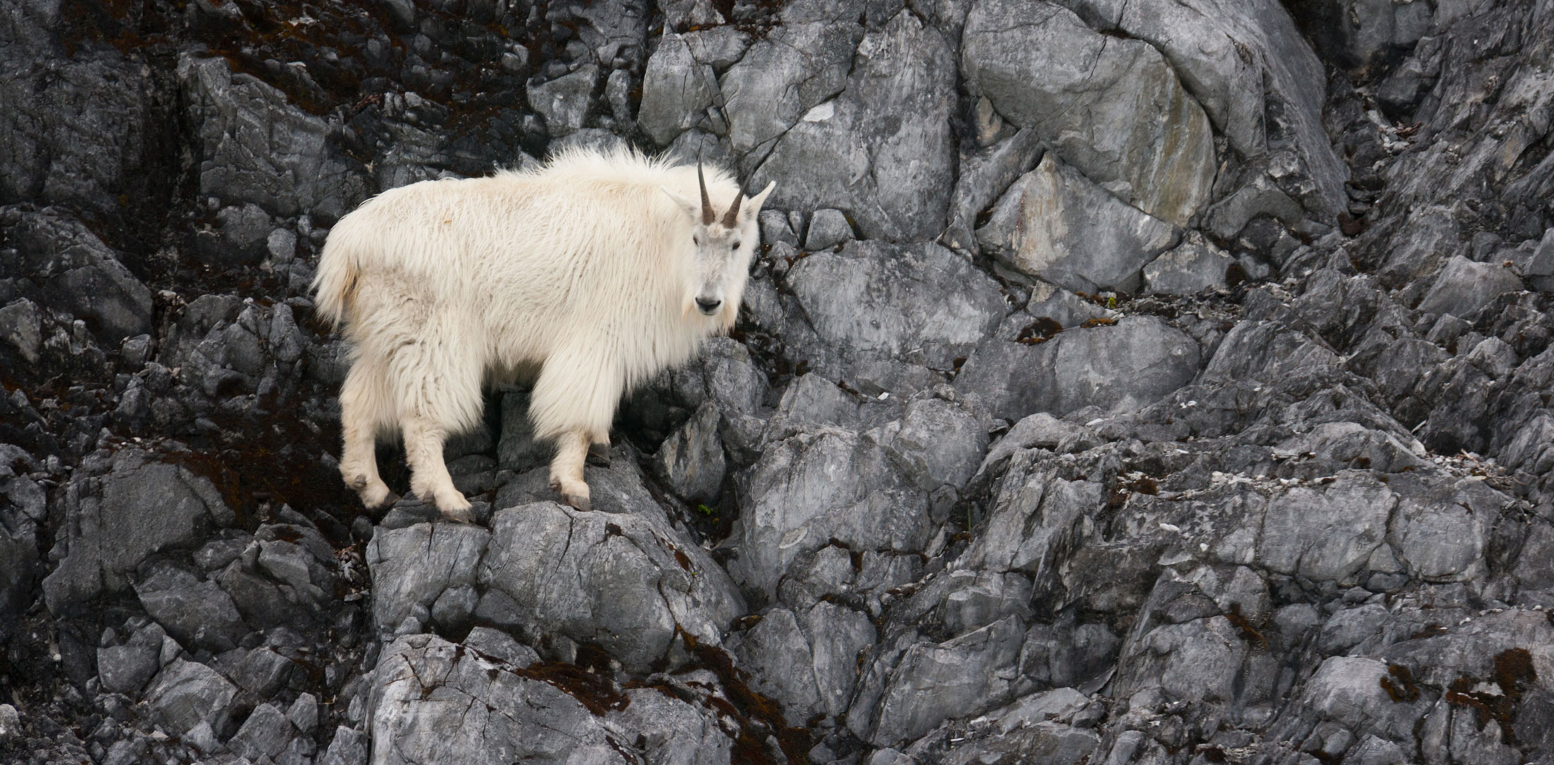 Mountain Goat-header-img