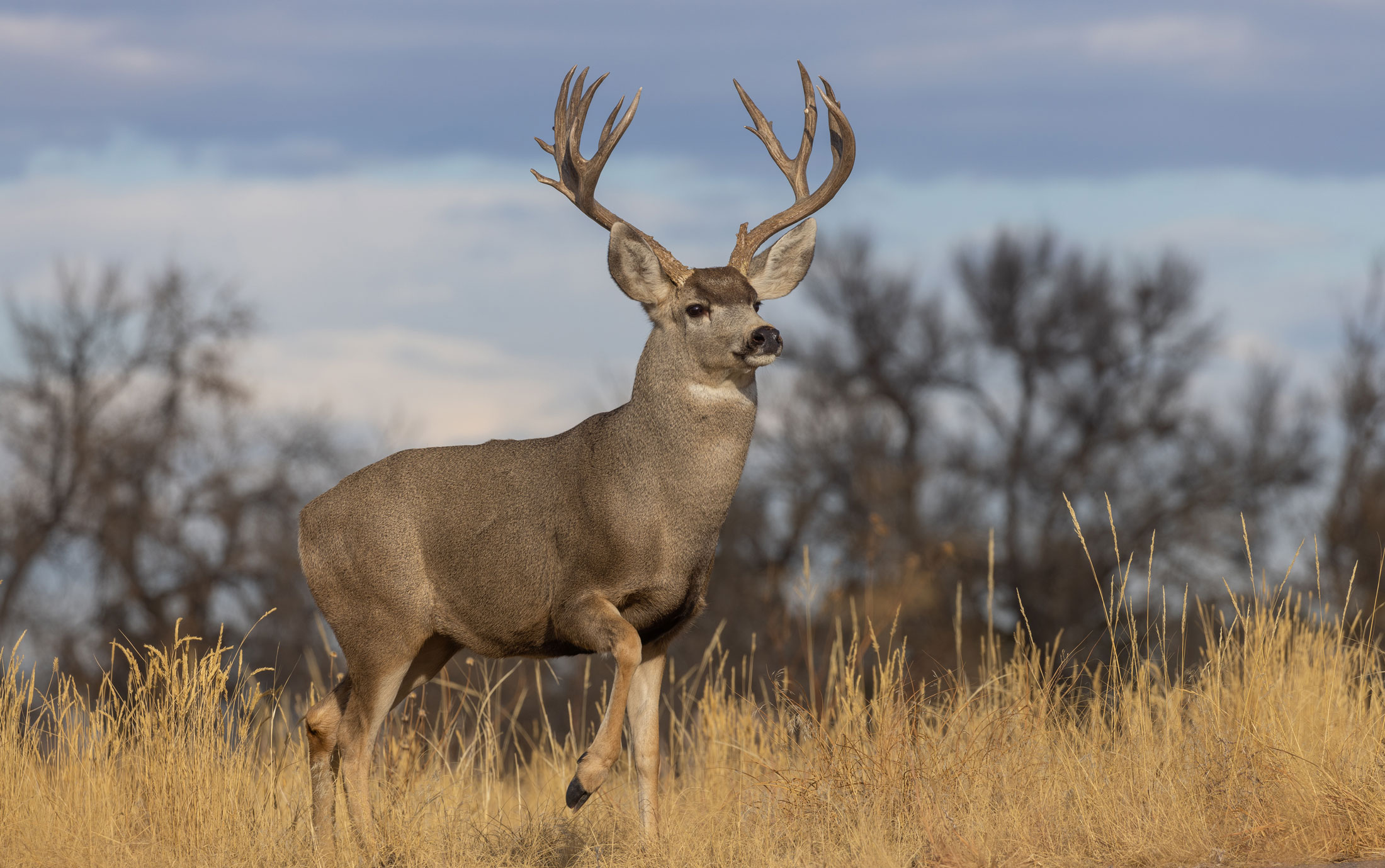 Mule Deer-header-img