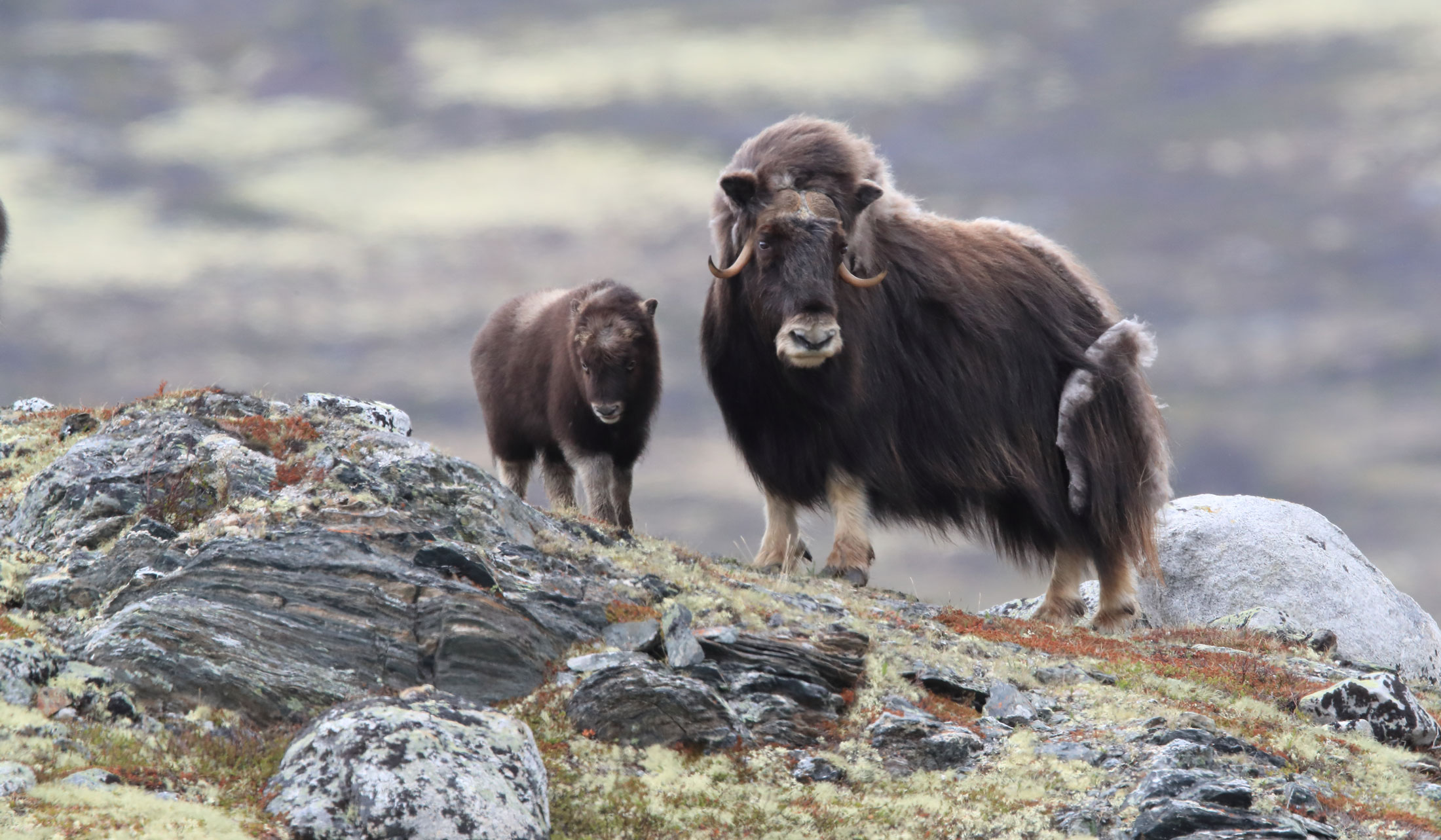 Muskox-header-img