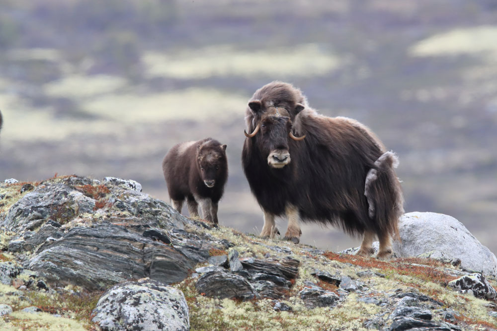 Muskox-img-2