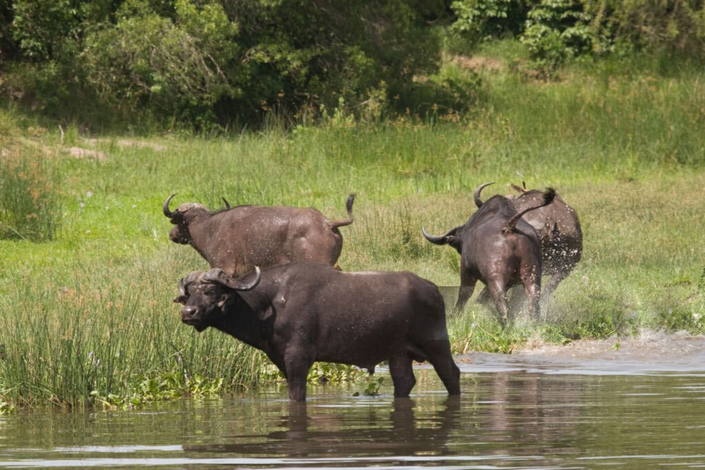 Nile-Buffalo-header-img