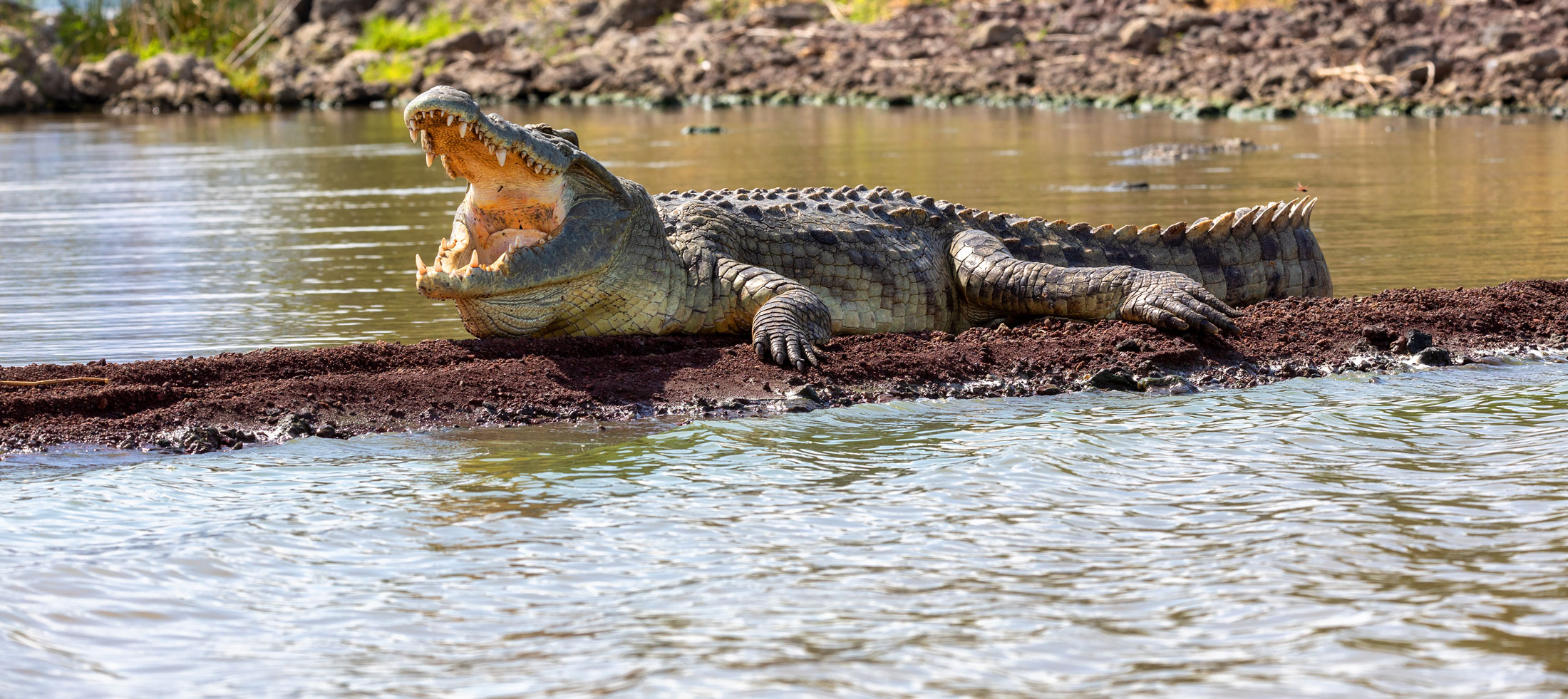 Nile Crocodile-header-img