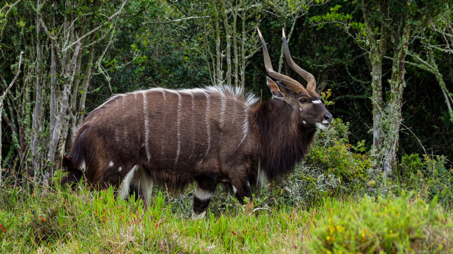 Nyala-header-img
