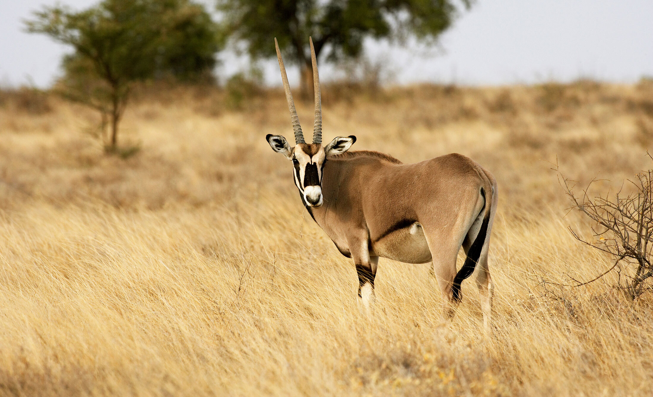 Oryx or Gemsbok-header-img