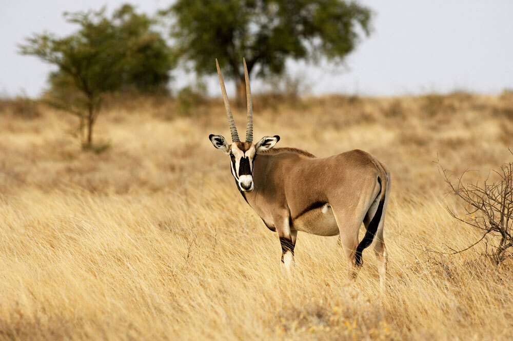 Oryx-or-Gemsbok-img-2