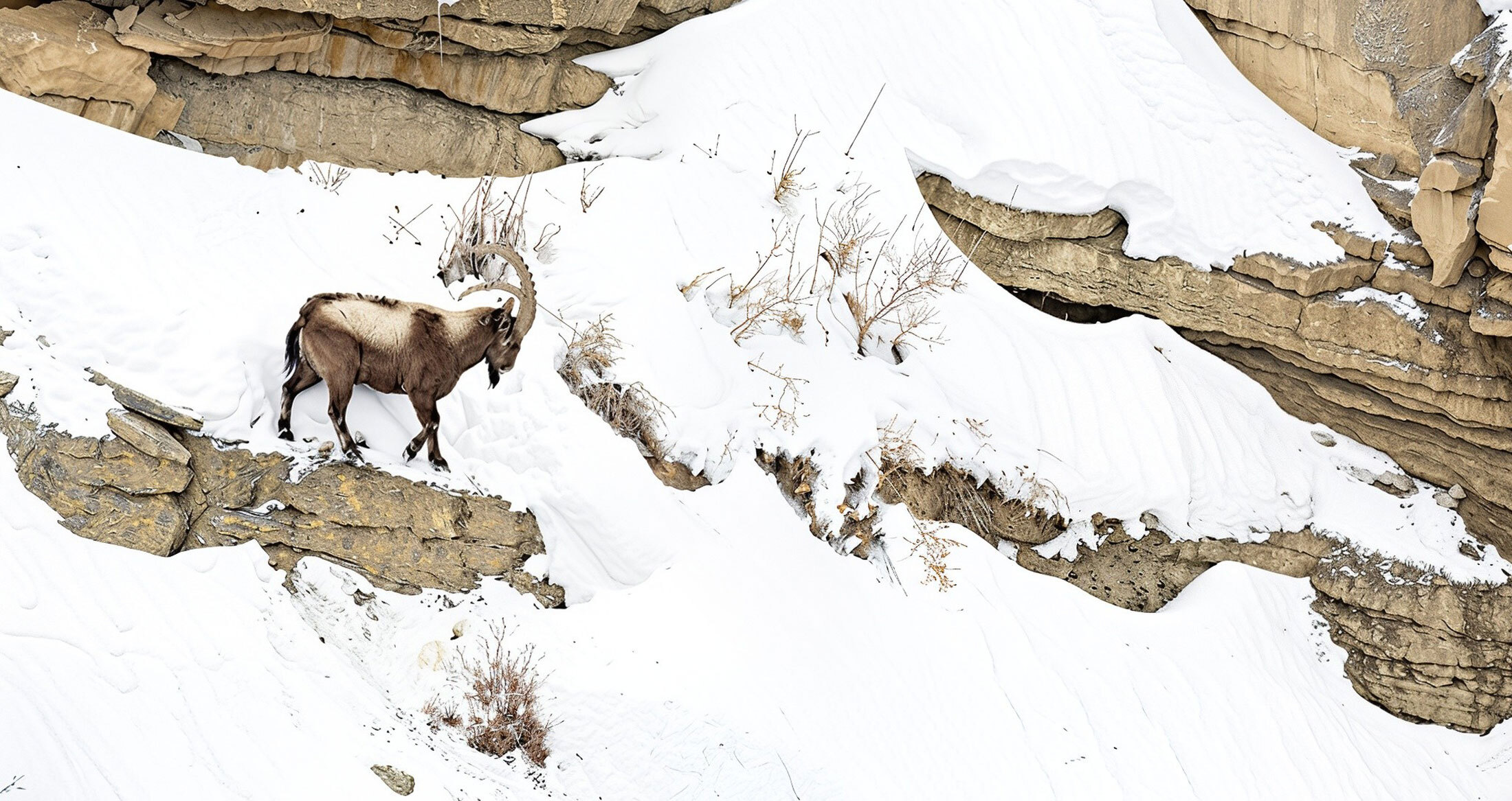 Pamir Ibex-header-img