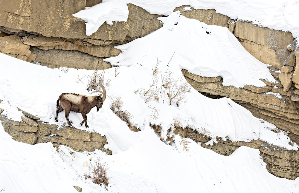 Pamir-Ibex-img-2