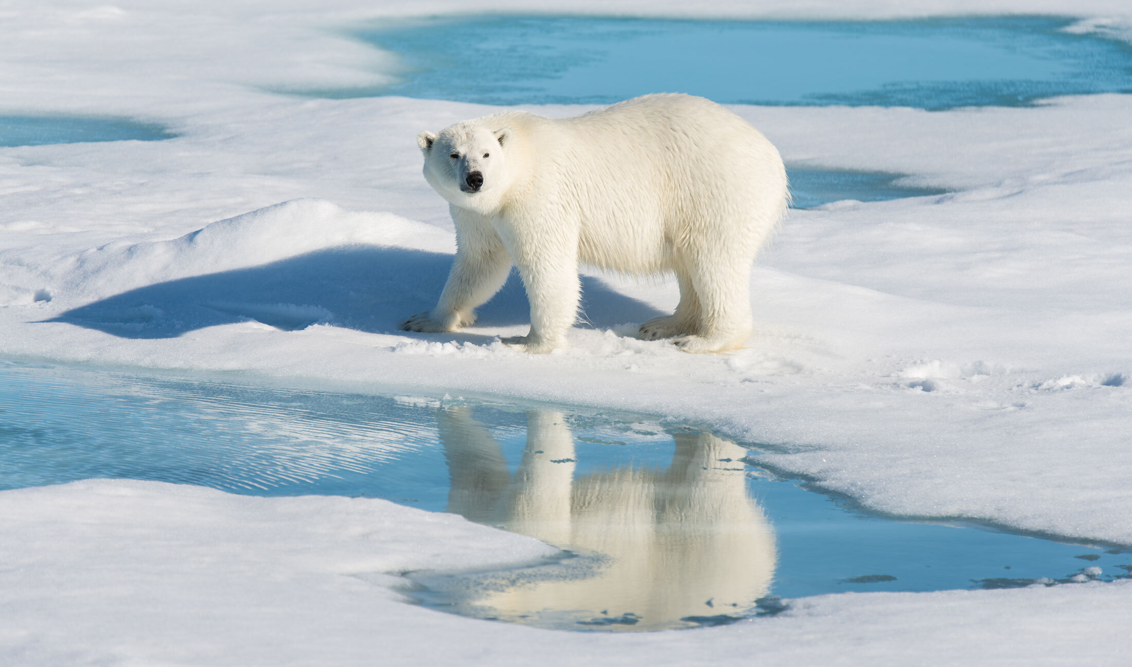 Polar Bear-header-img