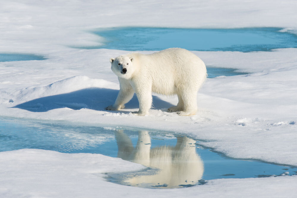 Polar-Bear-img-2
