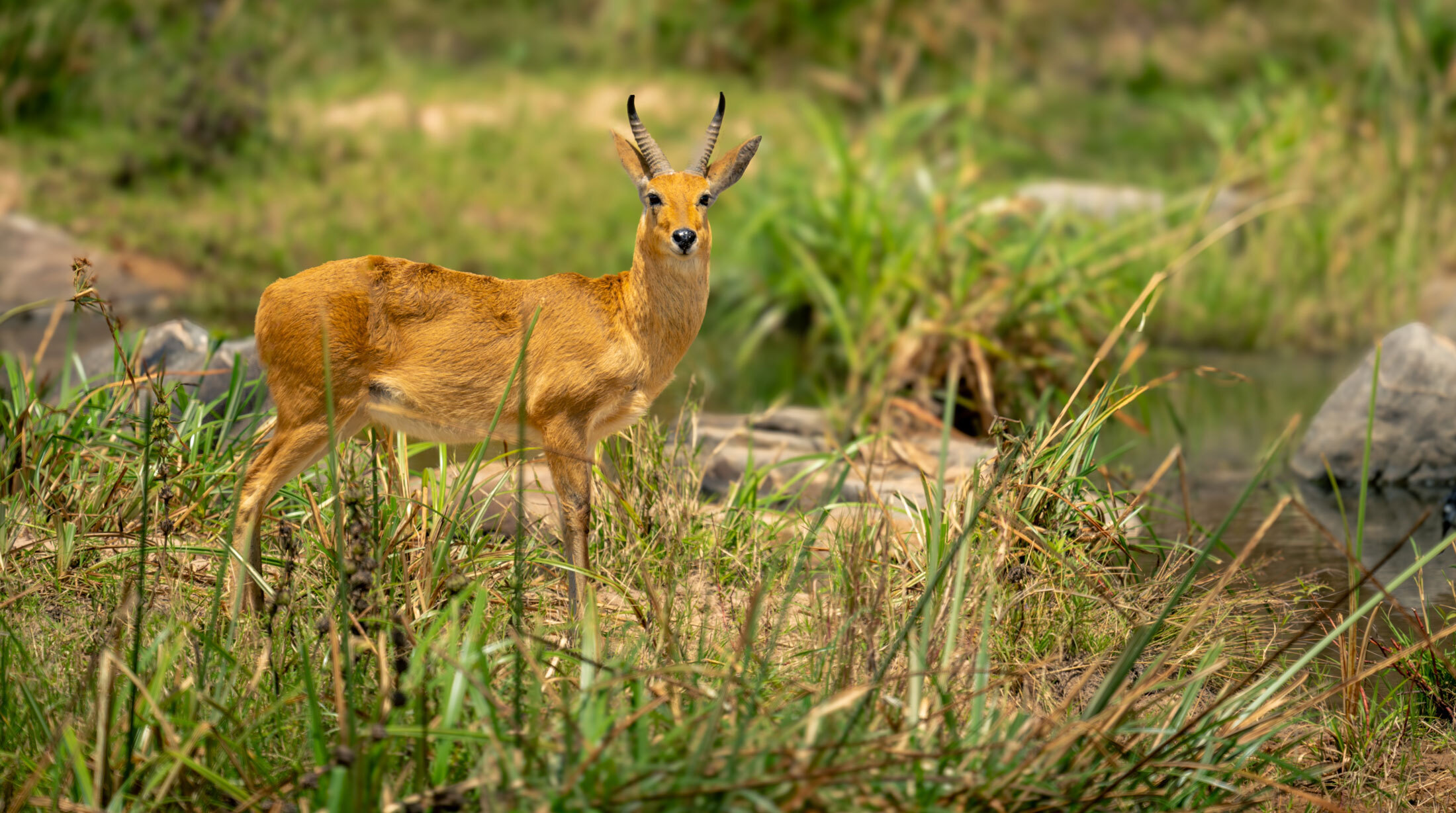 Reedbuck-header-img