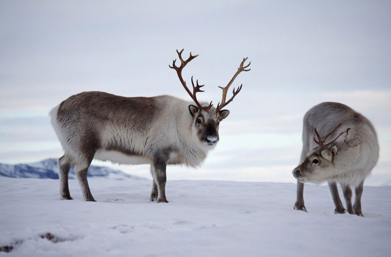 Reindeer-header-img