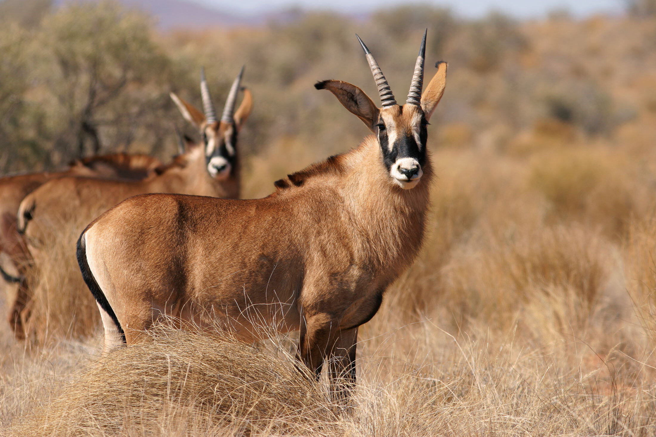 Roan-Antelope-header-img