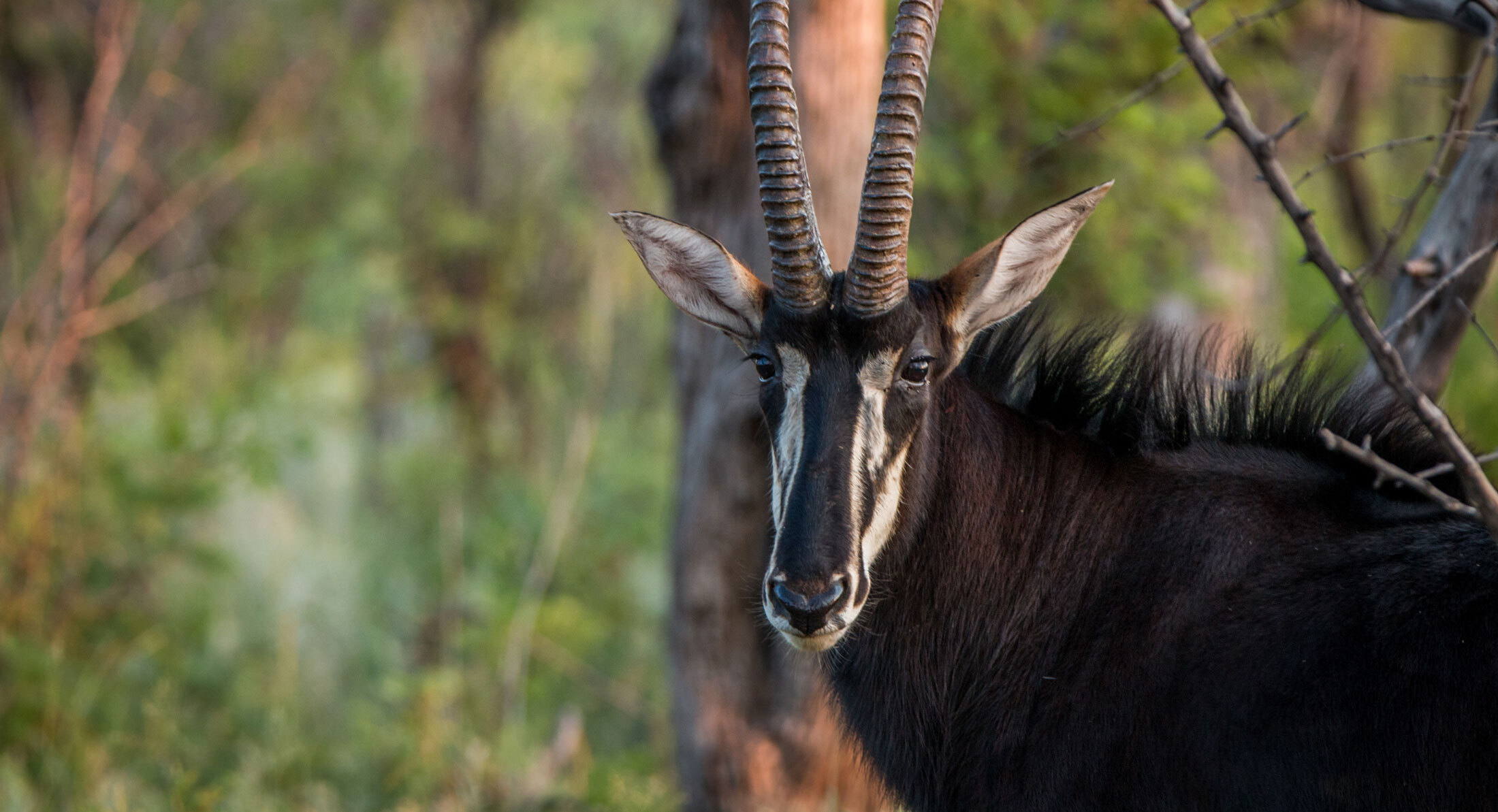 Sable-Antelope-header-img